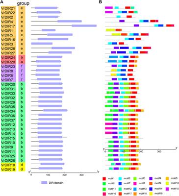 Mungbean DIRIGENT Gene Subfamilies and Their Expression Profiles Under Salt and Drought Stresses